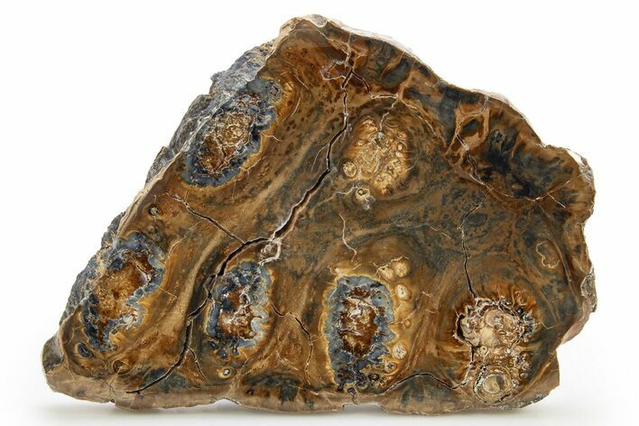 Polished Mammoth Molar Slice - South Carolina #319701